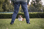 Australian Shepherd at dog sport