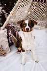 young Australian Shepherd