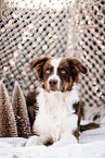 young Australian Shepherd