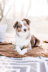 female Australian Shepherd