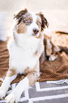 female Australian Shepherd