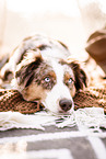 female Australian Shepherd