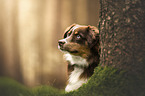 female Australian Shepherd