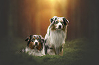 Australian Shepherds