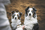 Australian Shepherds