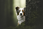 female Australian Shepherd