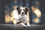 female Australian Shepherd