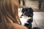 male Australian Shepherd