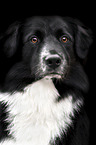 male Australian Shepherd