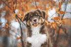 female Australian Shepherd
