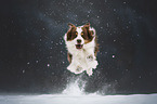 male Australian Shepherd