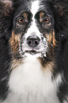 female Australian Shepherd