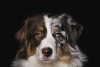 male Australian Shepherd