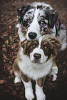 male Australian Shepherd