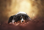 adult Australian Shepherd