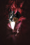 adult Australian Shepherd