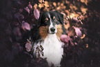 adult Australian Shepherd