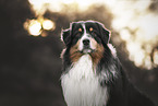 adult Australian Shepherd