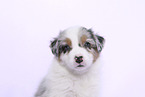 Australian Shepherd Puppy