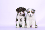 Australian Shepherd Puppies