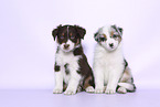 Australian Shepherd Puppies