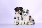 Australian Shepherd Puppies