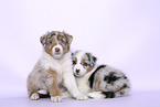 Australian Shepherd Puppies