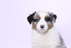 Australian Shepherd Puppy