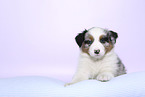 Australian Shepherd Puppy