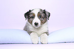 Australian Shepherd Puppy