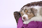 Australian Shepherd Puppy