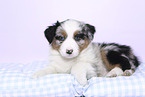 Australian Shepherd Puppy