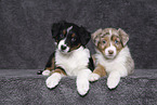 Australian Shepherd Puppies