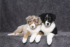 Australian Shepherd Puppies