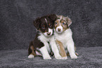 Australian Shepherd Puppies