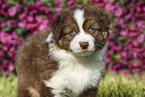 Australian Shepherd Puppy