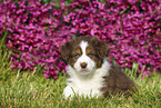 Australian Shepherd Puppy