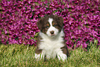 Australian Shepherd Puppy