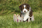 Australian Shepherd Puppy