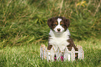 Australian Shepherd Puppy