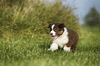 Australian Shepherd Puppy