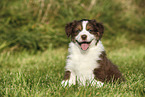 Australian Shepherd Puppy