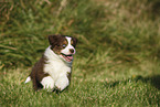 Australian Shepherd Puppy