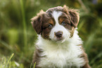 Australian Shepherd Puppy