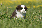 Australian Shepherd Puppy