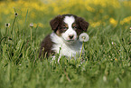 Australian Shepherd Puppy