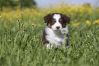 Australian Shepherd Puppy