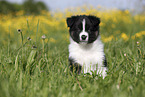 Australian Shepherd Puppy