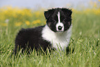 Australian Shepherd Puppy