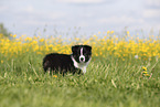 Australian Shepherd Puppy